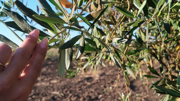 Main écartant une branche d'olivier chargée de jeunes olives vertes, Pouilles
