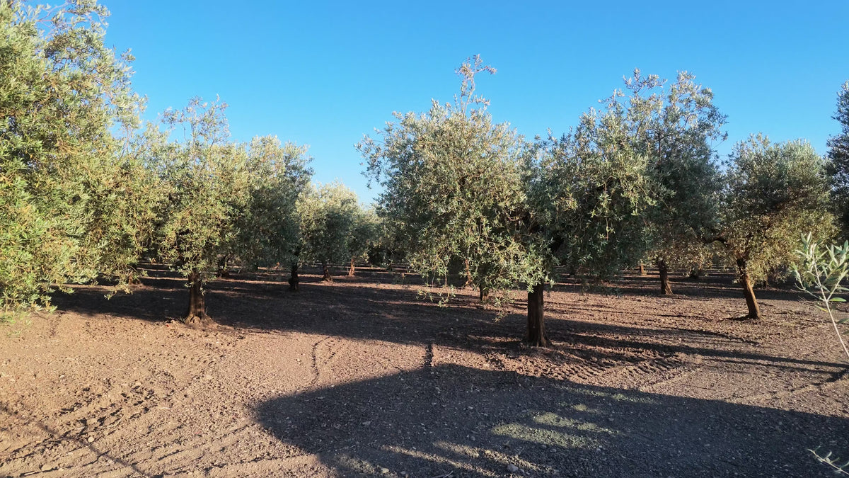 Oliveraie des Pouilles en fin de journée, rangées d'oliviers sur la terre labourée